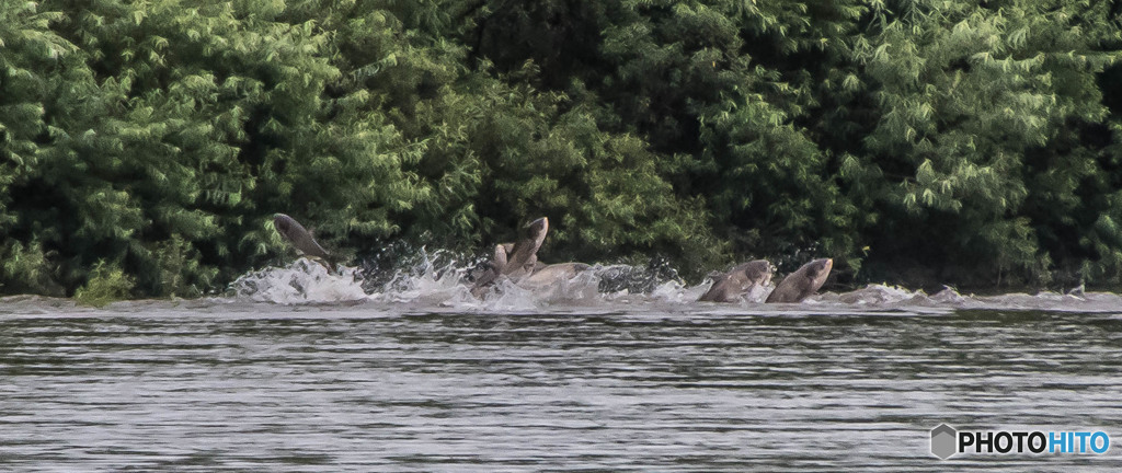 雨時々曇り（ハクレン）（２）