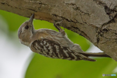 いつもの公園「コゲラ営巣」（１）