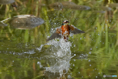 いつもの公園「水柱」（１）