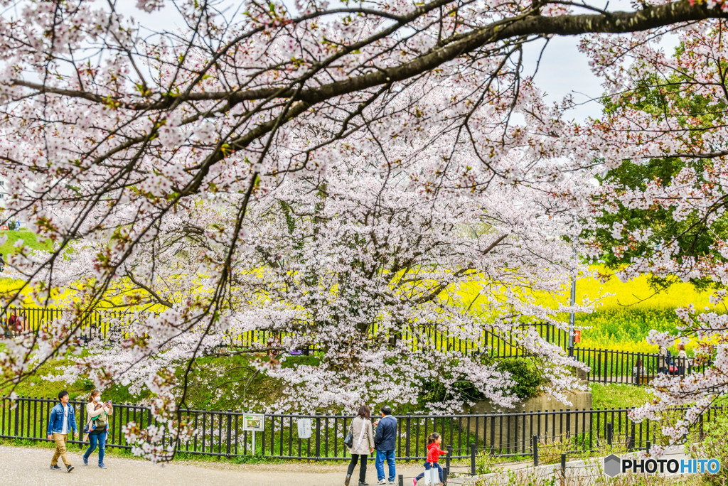 桜の樹の下で（埼玉県幸手市権現堂公園）（２２）「思い出坂」
