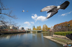 大阪大川「桜ノ宮公園」