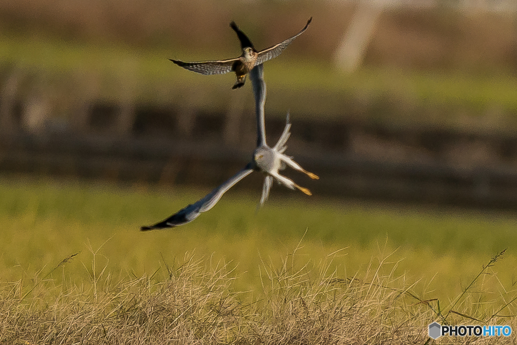 チョウゲンボウ元気（２）