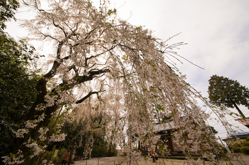 頼母子の枝垂れ桜「桜枝垂れ」