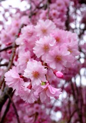 櫻咲く（６）