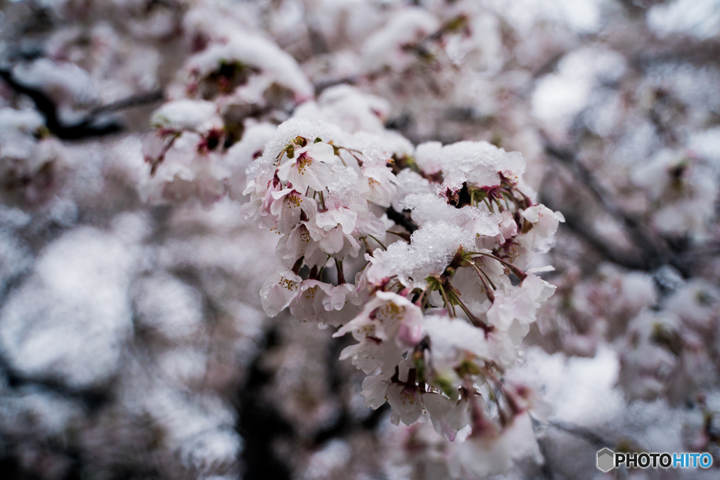 雪櫻（埼玉県幸手市権現堂公園）（６）