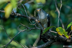 いつもの公園「益鳥」（ツツドリ）