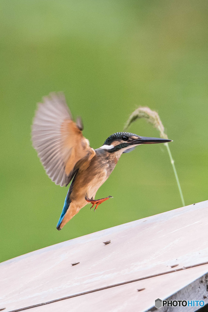 いつもの公園「美人に撮れました。」