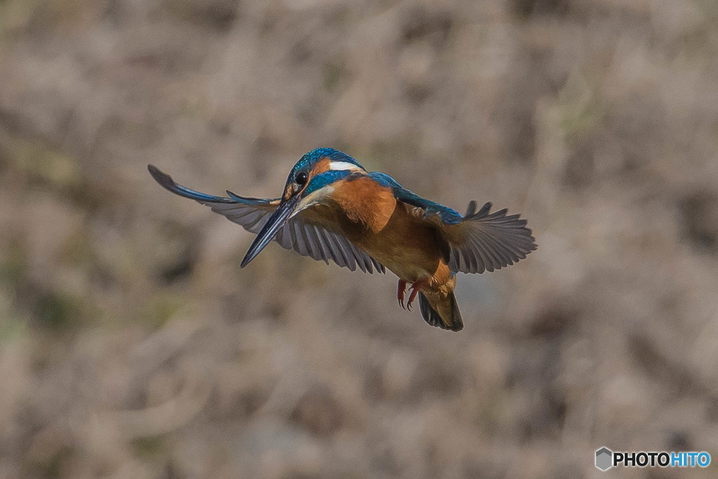 いつもの公園「こちら見てます」（カワセミ）（３）