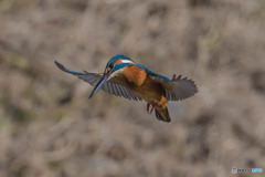 いつもの公園「こちら見てます」（カワセミ）（３）