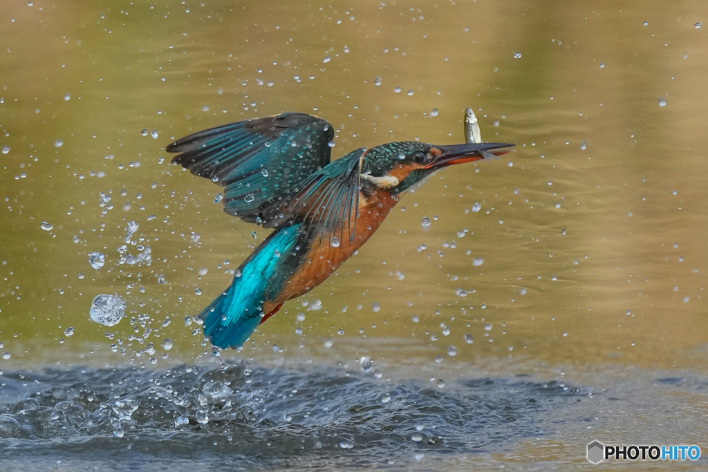 いつもの公園「お魚パラパラ」（５）