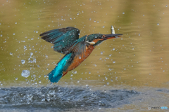 いつもの公園「お魚パラパラ」（５）