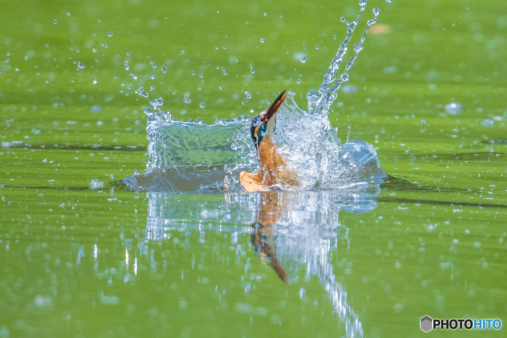 いつもの公園「離水」（カワセミ）（１）