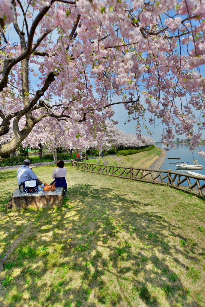 春桜寸景（１）「佇んで」