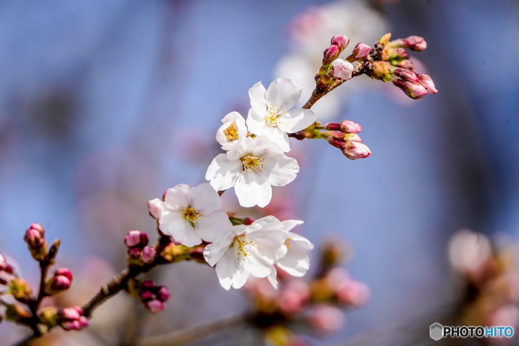 いつもの公園「桜咲く」