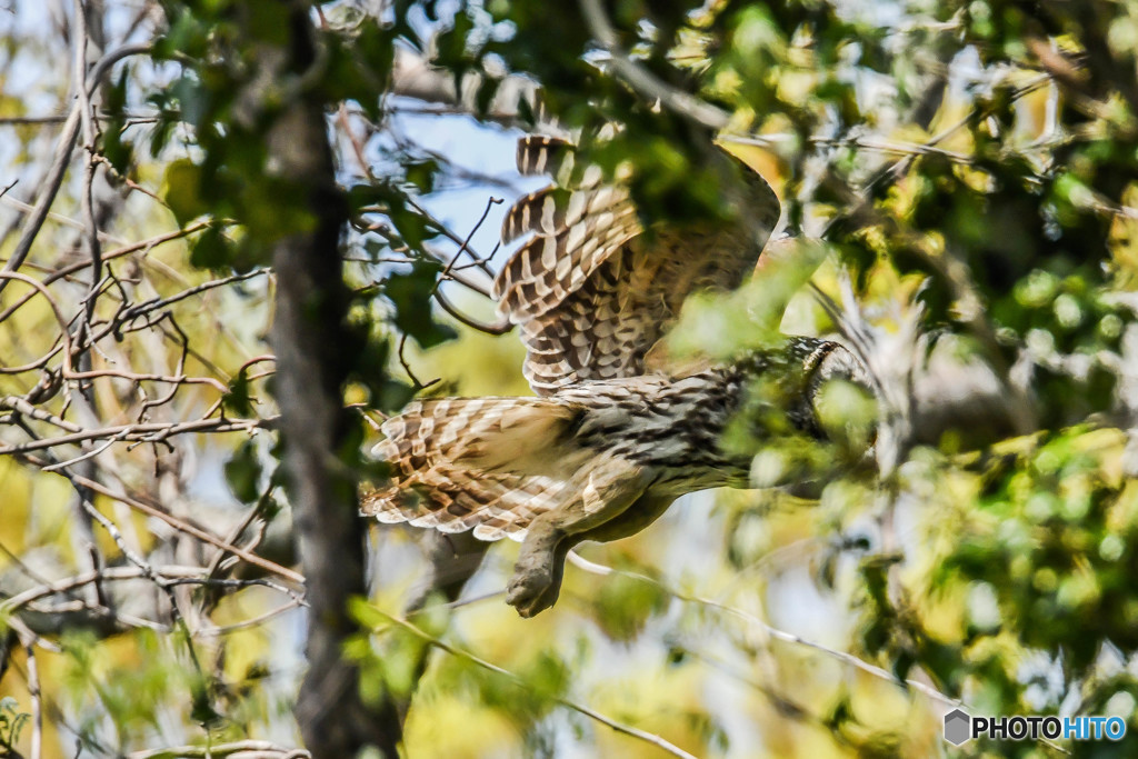 杜の人「美翼！」（フクロウ）（３）