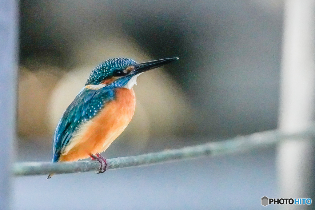 いつもの公園「こちらも近い」