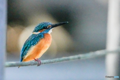 いつもの公園「こちらも近い」