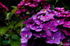 いつもの公園「雨赤華」