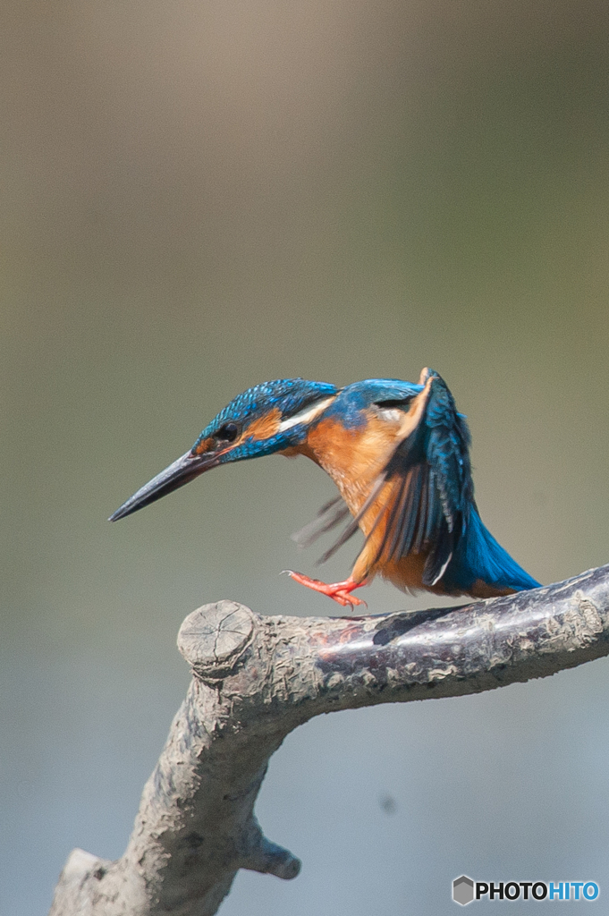 いつもの公園「カワセミ日和」（５）