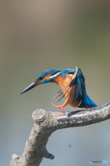 いつもの公園「カワセミ日和」（５）