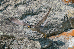 風を食む（２）