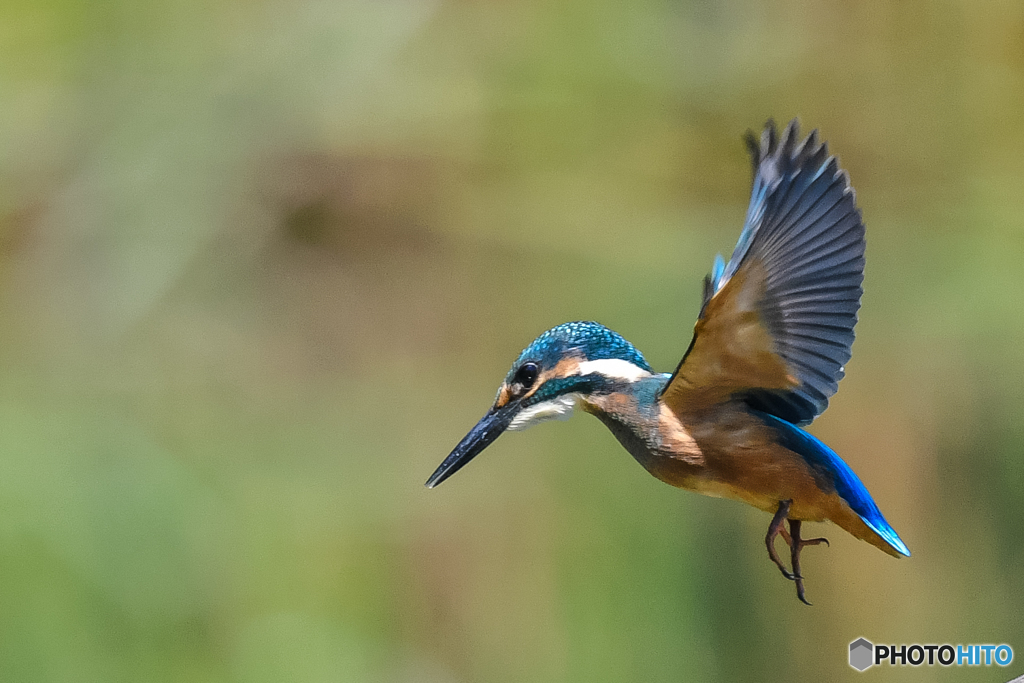 いつもの公園「大翼」