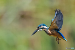 いつもの公園「大翼」