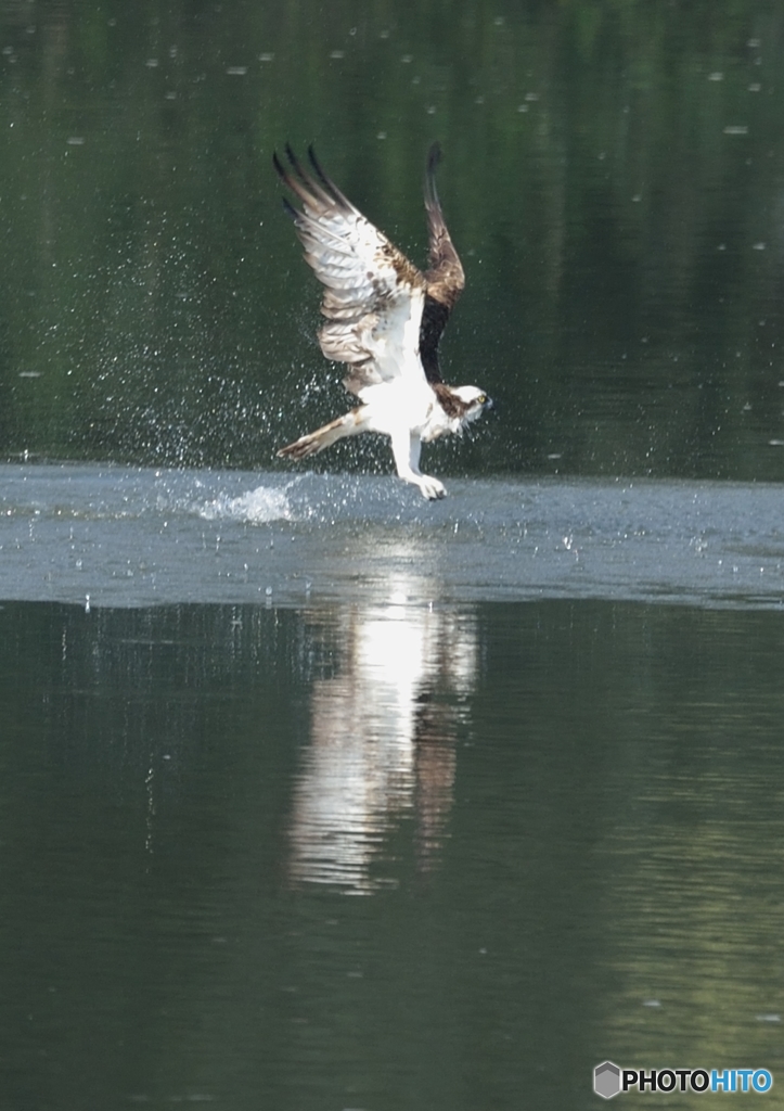 ミサゴ来る（１０）「タッチアンドゴー」