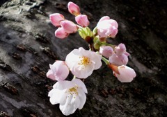 櫻咲く（４）
