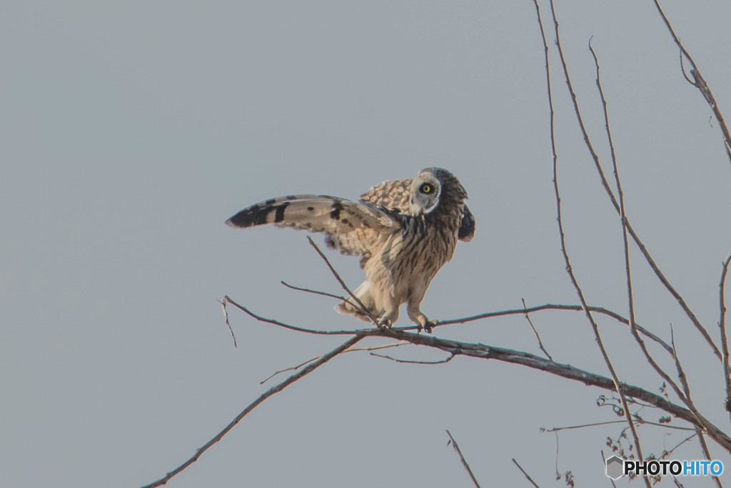 冬野人「この日の始まり」（コミミズク）（５）