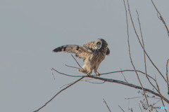 冬野人「この日の始まり」（コミミズク）（５）