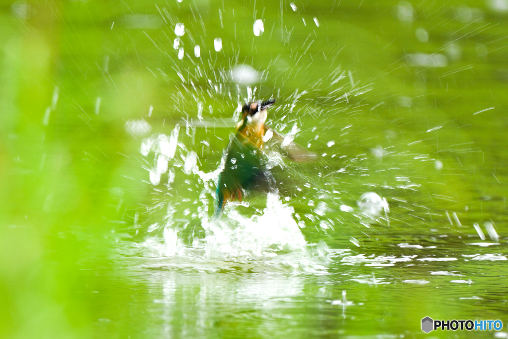 いつもの公園「雨、弾ける」