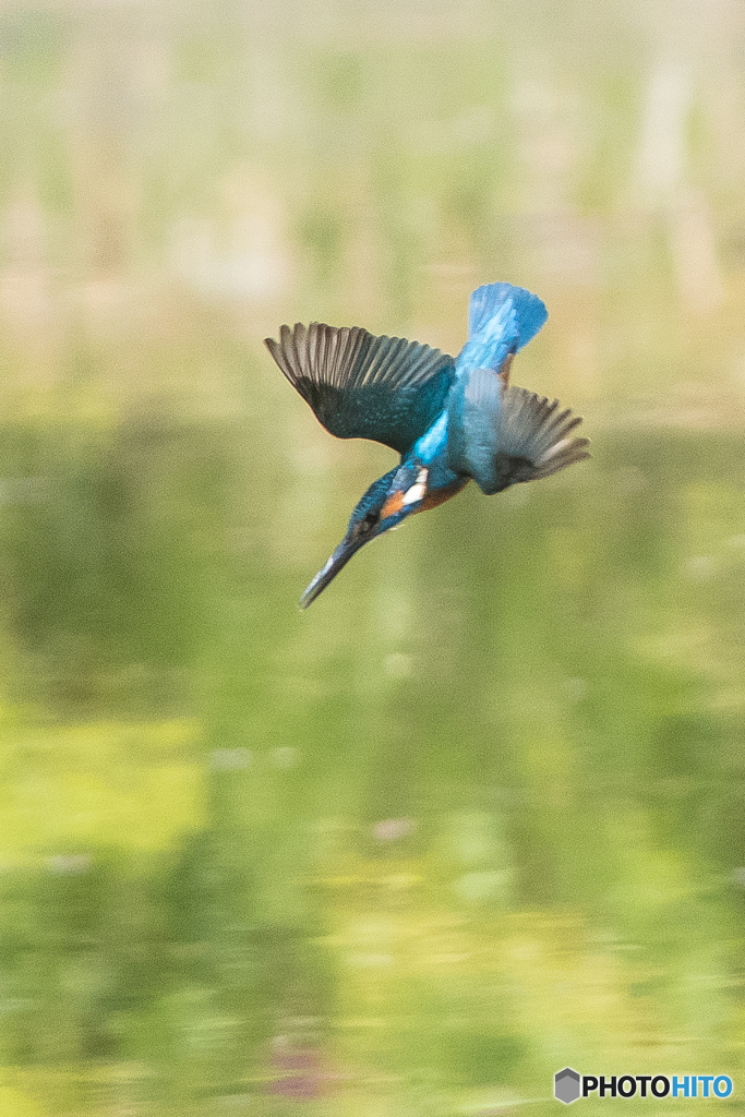 いつもの公園「カワセミ帰投」（２）