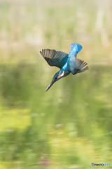 いつもの公園「カワセミ帰投」(2) いつもの公園「カワセミ帰投」(2)