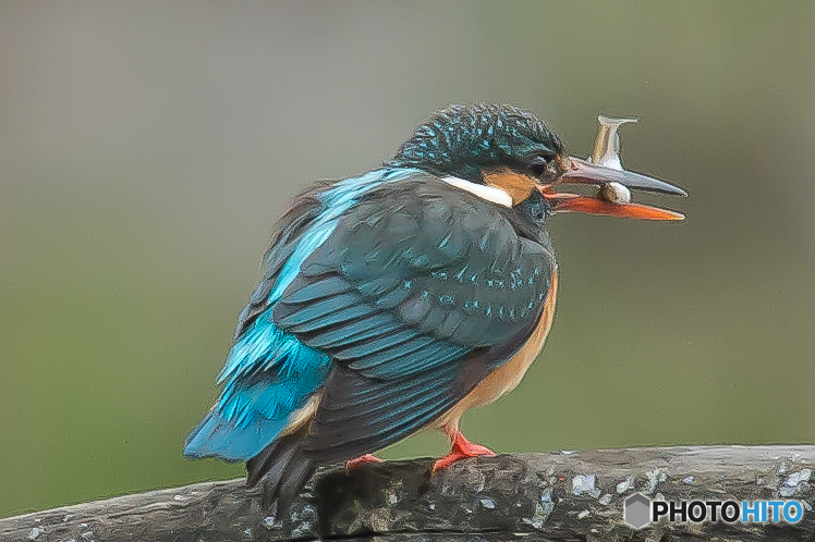 いつもの公園「カワセミ日記（３１）」