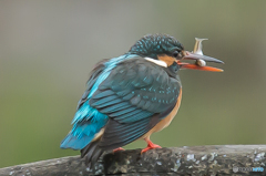いつもの公園「カワセミ日記（３１）」