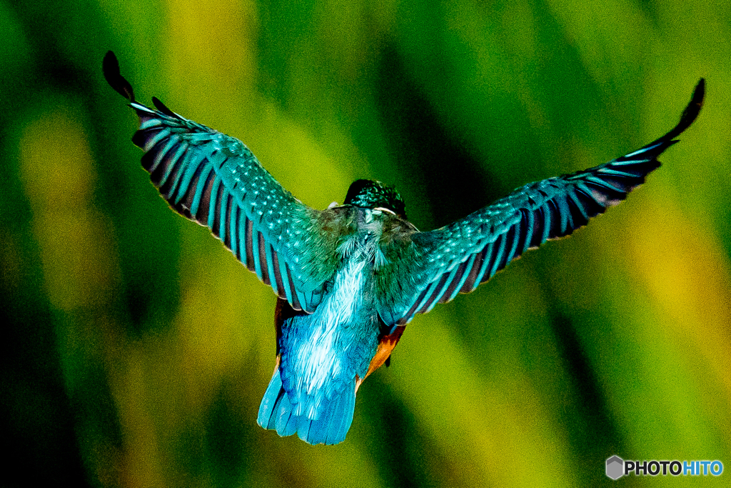 いつもの公園「翡翠」（ひすい）（２）