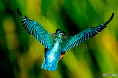 いつもの公園「翡翠」（ひすい）（２）