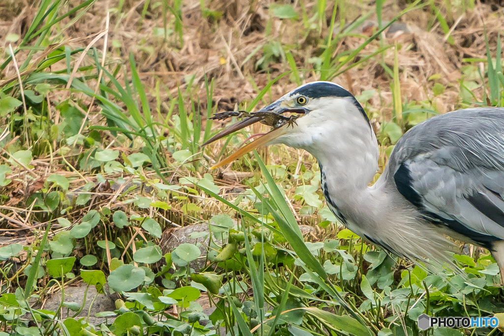 いつもの公園「カエル喰う鳥」（３）