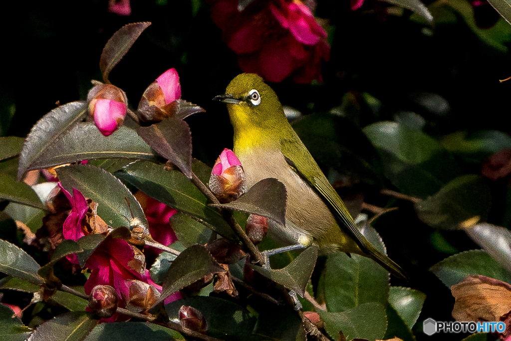 山茶花