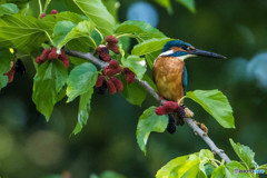 いつもの公園「カワセミの頃」