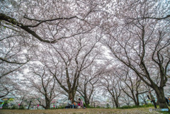 桜の樹の下で（埼玉県幸手市権現堂公園）（８）「櫻の樹の下で」