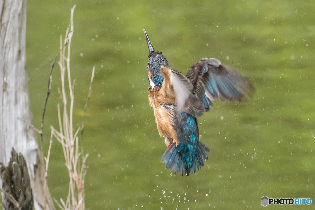 飛沫（しぶき）（５）カワセミ