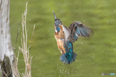 飛沫（しぶき）（５）カワセミ