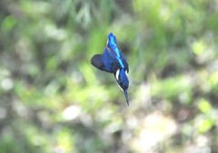 久々にカワセミ　６－３「一閃」