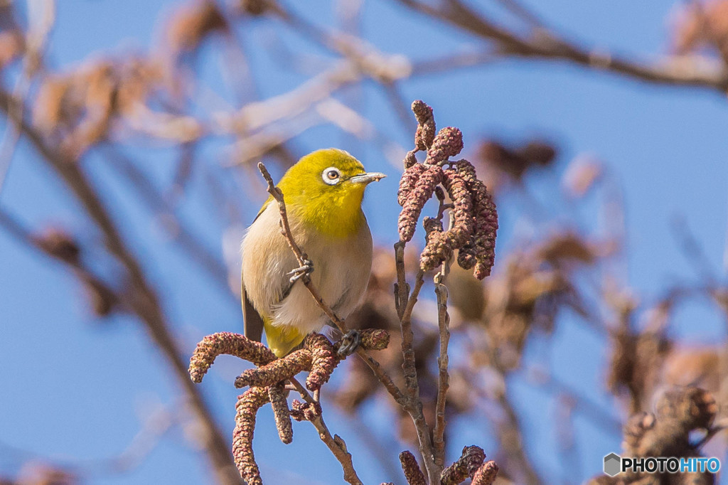 いつもの公園「春告げ鳥」（メジロ）（１）