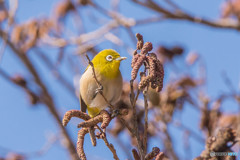 いつもの公園「春告げ鳥」（メジロ）（１）
