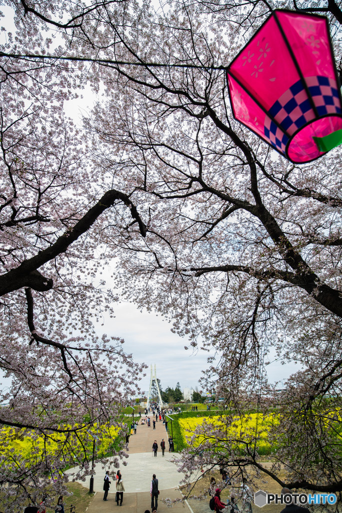 桜の樹の下で（埼玉県幸手市権現堂公園）（１４）「外野橋」