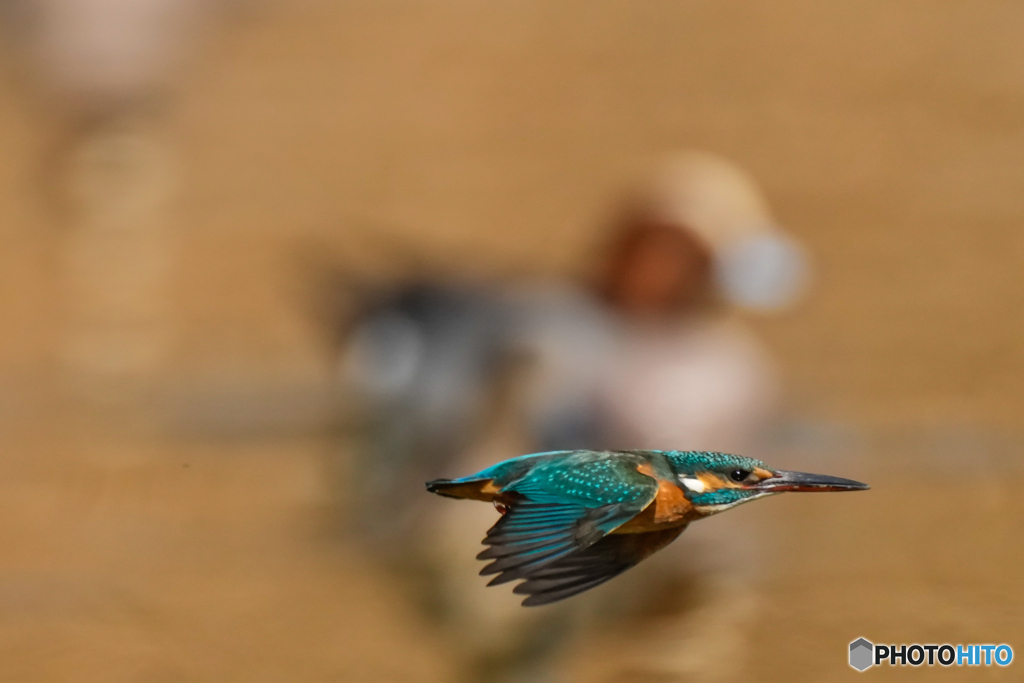 いつもの公園「ヒドリガモ、るんるん」