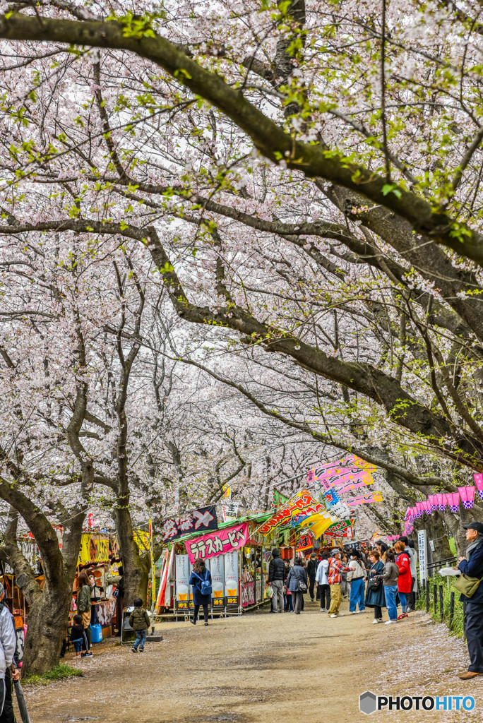 桜の樹の下で（埼玉県幸手市権現堂公園）（２５）「桜トンネル」